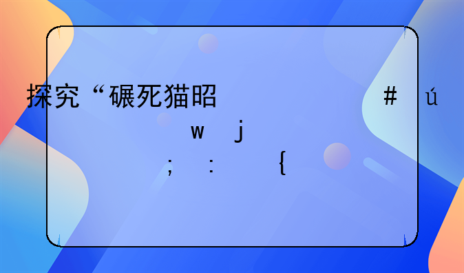 探究“碾死猫是什么征兆”的迷信与现实解读